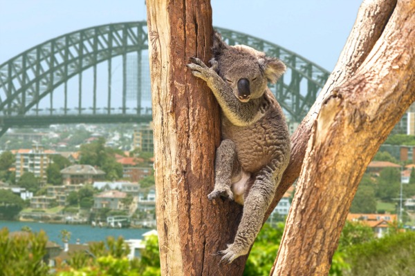 Koala sydney